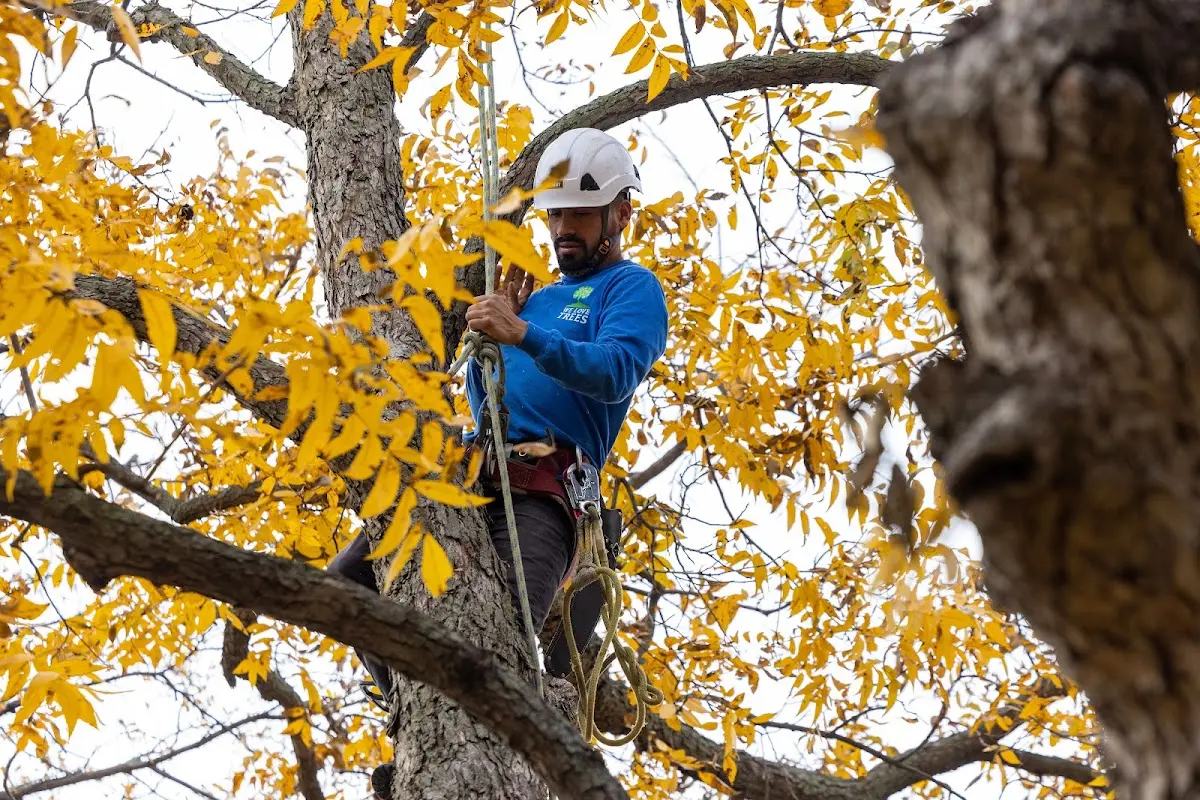 Skilled Tree Planing crew working in Wallingford